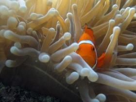 Beaver Reef Dive Site - New South Wales Tourism  0