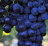 De Bortoli Wines Bilbul - New South Wales Tourism 