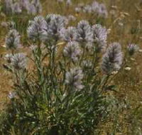 Terrick Terrick National Park - New South Wales Tourism 