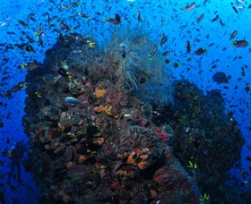 SS Yongala Dive Site - New South Wales Tourism  1