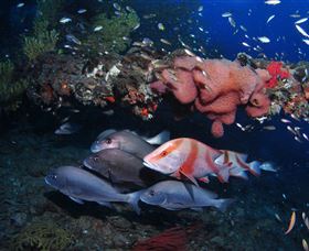SS Yongala Dive Site - New South Wales Tourism  2