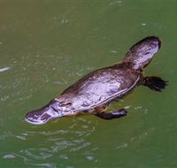 Platypus Viewing at Broken River - New South Wales Tourism 