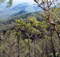Crediton State Forest - New South Wales Tourism 