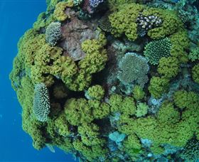 Keeper Reef Dive Site - New South Wales Tourism  0