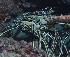 Keeper Reef Dive Site - New South Wales Tourism  2