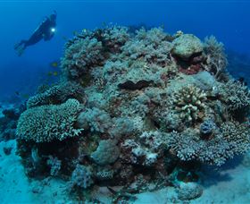 Keeper Reef Dive Site - New South Wales Tourism  1