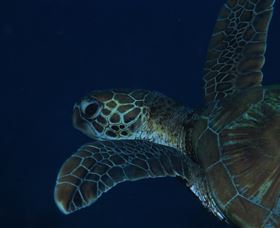 Keeper Reef Dive Site - New South Wales Tourism  3