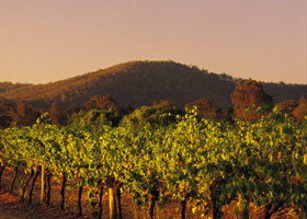 Taltarni Vineyards - New South Wales Tourism  0