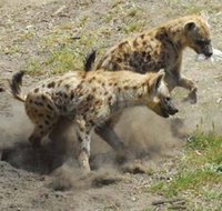 Altina Wildlife Park - New South Wales Tourism 