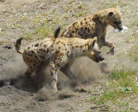 Altina Wildlife Park - New South Wales Tourism  0
