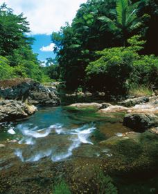 Cedar Creek Falls - New South Wales Tourism  1