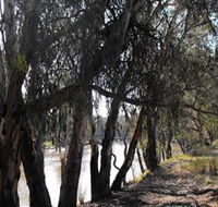 Mia Forest Drives Narrandera - New South Wales Tourism 
