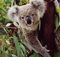 Koala Spotting Regeneration Reserve - New South Wales Tourism 