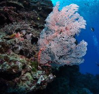 Barracuda Bommie Dive Site - New South Wales Tourism 