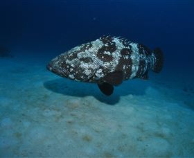 Castle Rock Dive Site - New South Wales Tourism  3