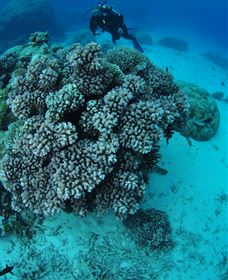 Castle Rock Dive Site - New South Wales Tourism  2