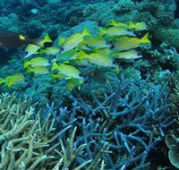 Castle Rock Dive Site - New South Wales Tourism 