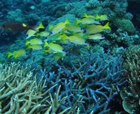 Castle Rock Dive Site - New South Wales Tourism  0