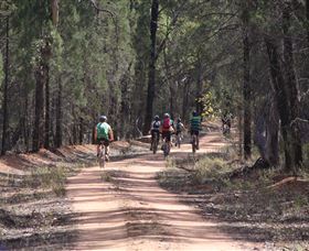 Pilliga Forest - New South Wales Tourism  7