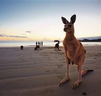 Wallabies on the Beach at Cape Hillsborough - New South Wales Tourism 