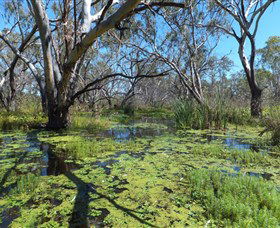 Macquarie Valley Trails - New South Wales Tourism  0