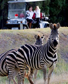 Taronga Western Plains Zoo, Dubbo - New South Wales Tourism  1