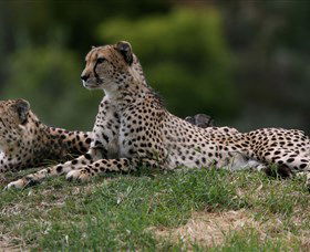 Taronga Western Plains Zoo, Dubbo - New South Wales Tourism  6