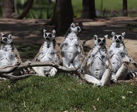 Savannah Visitor Plaza, Taronga Western Plains Zoo Dubbo - New South Wales Tourism  0