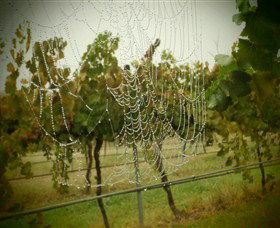 Red Earth Estate Vineyard - New South Wales Tourism  8