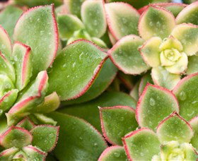 Billabong Garden Complex & Cafe - New South Wales Tourism  0