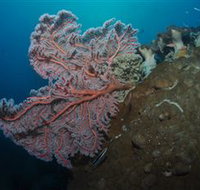 Luncheon Bay Dive Site - New South Wales Tourism 