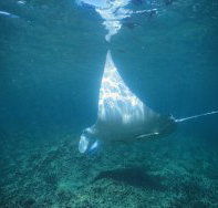 Manta Ray Bay Dive Site - New South Wales Tourism 