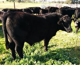 Ochre Arch Farm - New South Wales Tourism  2