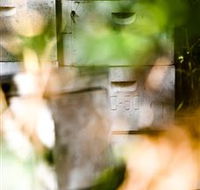 Bees on Keswick Island - New South Wales Tourism 