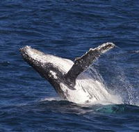 Whale Watching on Keswick Island - New South Wales Tourism 