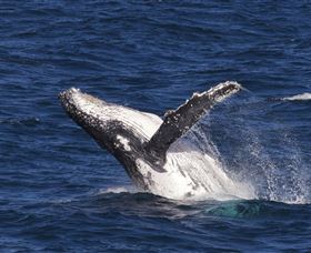 Whale Watching On Keswick Island - New South Wales Tourism  0