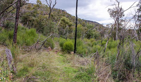 Lynchs Loop Trail - New South Wales Tourism  0
