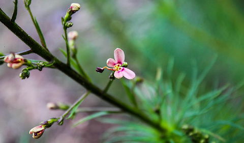 Lynchs Loop Trail - New South Wales Tourism  2