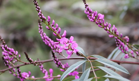 Basin Gully To Eualdrie Lookout Track - New South Wales Tourism  1