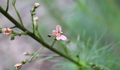 Basin Gully To Eualdrie Lookout Track - New South Wales Tourism  2