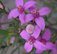 Self Drive Geology and Nature Trails - New South Wales Tourism 