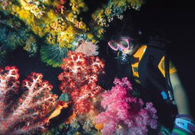 Bait Reef And Garys Lagoon Dive Site - New South Wales Tourism  1