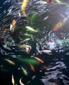 Wellington Osawano Japanese Gardens - New South Wales Tourism  4
