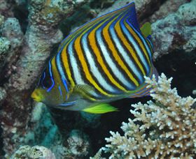 Monolith Dive Site - New South Wales Tourism  3