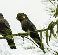 Conimbla National Park - New South Wales Tourism 