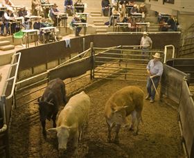Livestock Marketing Centre - New South Wales Tourism  1