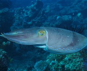 Snake Pit Dive Site - New South Wales Tourism  1