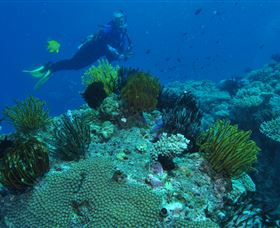 Snake Pit Dive Site - New South Wales Tourism  2