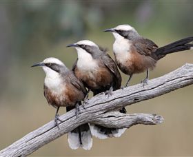 Winton Wetlands Reserve - New South Wales Tourism  1