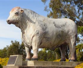 Rockhampton Bull Statues - New South Wales Tourism  1